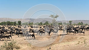 Wildebeest in dusty savanna. Herd of wildebeests, Tanzanian Serengeti. Wildebeests in the wild. Herd of gnus in African Savanna.
