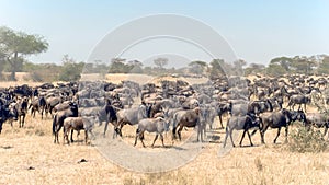 Wildebeest in dusty savanna. Herd of wildebeests, Tanzanian Serengeti. Wildebeests in the wild. Herd of gnus in African Savanna.