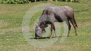 Wildebeest eating and relaxing in grass field, HD