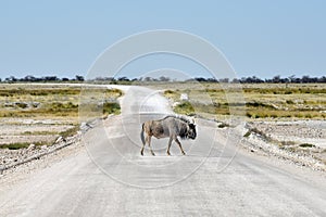 Wildebeest - Etosha, Namibia