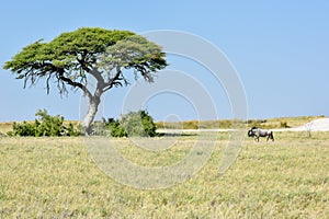 Wildebeest in Etosha National Park