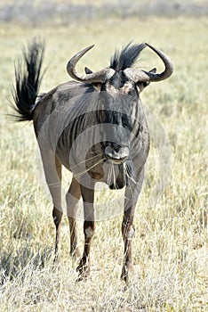 Wildebeest in Etosha National Park