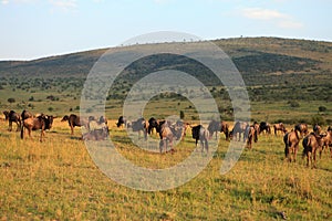 Wildebeest in evening red