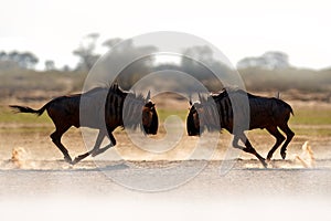 Wildebeest fight. Blue wildebeest, Connochaetes taurinus, on the meadow, big animal in the nature habitat in Botswana, Africa