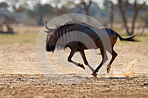 Wildebeest fight. Blue wildebeest, Connochaetes taurinus, on the meadow, big animal in the nature habitat in Botswana, Africa