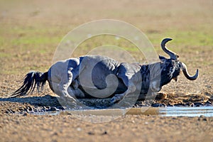 Wildebeest fight. Blue wildebeest, Connochaetes taurinus, on the meadow, big animal in the nature habitat in Botswana, Africa