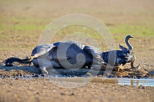 Wildebeest fight. Blue wildebeest, Connochaetes taurinus, on the meadow, big animal in the nature habitat in Botswana, Africa.