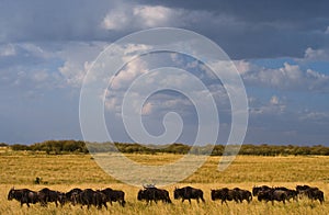 Wildebeest are following each other in the savannah. Great Migration. Kenya. Tanzania. Masai Mara National Park.