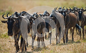 Wildebeest are following each other in the savannah. Great Migration. Kenya. Tanzania. Masai Mara National Park.