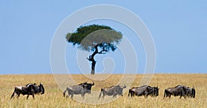 Wildebeest are following each other in the savannah. Great Migration. Kenya. Tanzania. Masai Mara National Park.