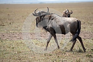 A Wildebeest in full profile with another in the background photo