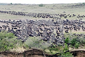 Wildebeest gathering to Cross