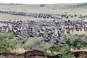 Wildebeest gathering to Cross photo