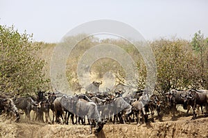 Wildebeest getting down on the river bank of Mara river