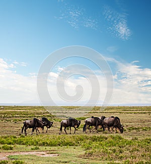 Wildebeest, Gnu on African savanna