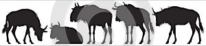 Wildebeest, gnu antelope vector silhouettes