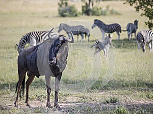 A wildebeest gnu bull standing