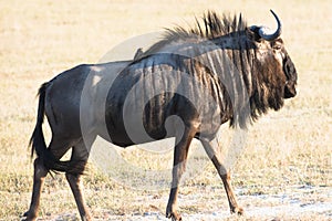 Wildebeest  Gnu  Connochaetes  in African evening sun savannah in Tanzania