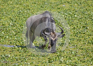 Wildebeest or Gnu Connochaetes feeding in a marsh