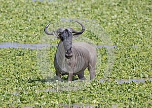 Wildebeest or Gnu Connochaetes standing in a marsh