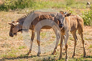 Wildebeest or Gnu  Connochaetes taurinus newborn calf, Pilanesberg National Park, South Africa.