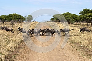Wildebeest or Gnu crossing road