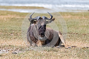 Wildebeest, gnu lying