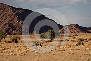 Wildebeest gnu in Naukluft, Namibia