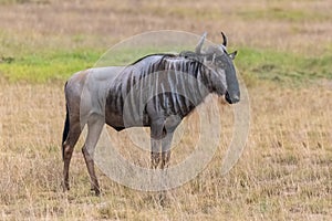 Wildebeest, gnu, portrait