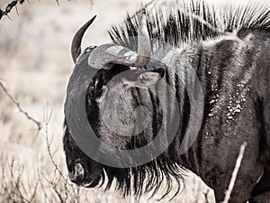 Wildebeest gnu profile