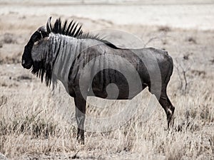 Wildebeest gnu profile