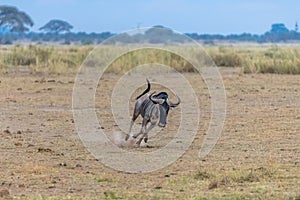 Wildebeest, gnu running