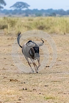 Wildebeest, gnu running
