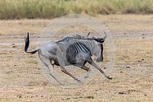 Wildebeest, gnu running