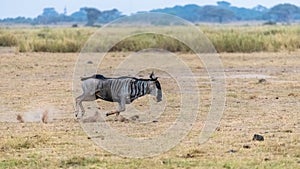 Wildebeest, gnu running