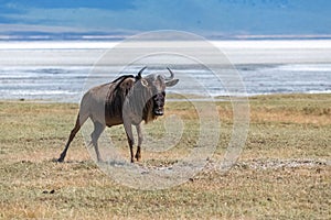 Wildebeest, gnu standing