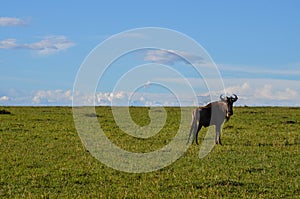 Wildebeest (gnu) walking in Masai Mara NAtional Park Kenya Africa