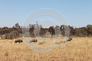 Wildebeest or gnus walking around in Welgevonden Game Reserve in South Africa