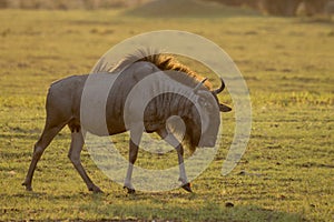 Wildebeest in golden light in Botswana, Africa