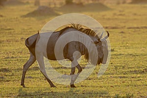 Wildebeest in golden light in Botswana, Africa