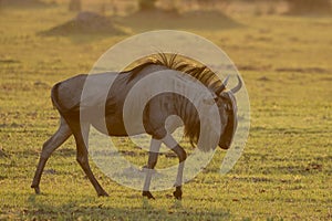 Wildebeest in golden light in Botswana, Africa