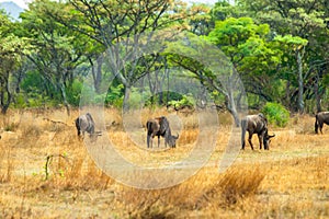 Wildebeest graze peacefully at the edge of an indigenous forest.