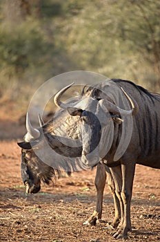 Wildebeest grazing in Africa