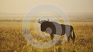 Wildebeest Grazing Grass in Africa Savannah Plains Landscape Scenery, African Masai Mara Safari Wild