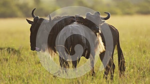 Wildebeest Grazing Grass in Africa Savannah Plains Landscape Scenery, African Masai Mara Safari Wild