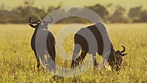 Wildebeest Grazing Grass in African Savanna Plains Landscape Scenery, Africa Maasai Mara Safari Wild