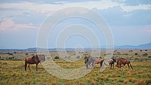 Wildebeest Grazing on Grass in Rainy Season Under Dramatic Stormy Sunset Storm Clouds Sky, Rainstorm