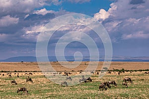 Wildebeest Grazing In Grassland Savannah In The Maasai Mara National Game Reserve Park Riftvalley Narok County Kenya