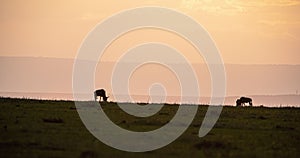 Wildebeest grazing on the grasslands in Masai Mara at sunset