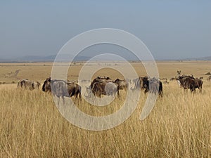 Wildebeest grazing in Maasai Mara Kenya